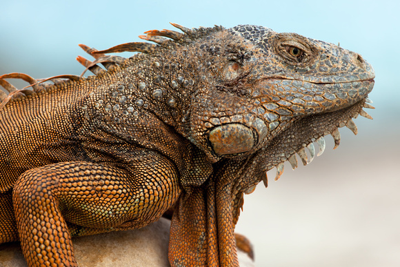 Iguana
