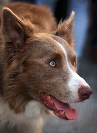 Brown dog portrait