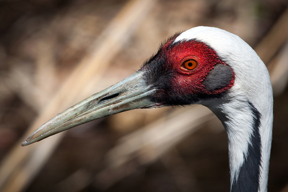 White-naped Crane