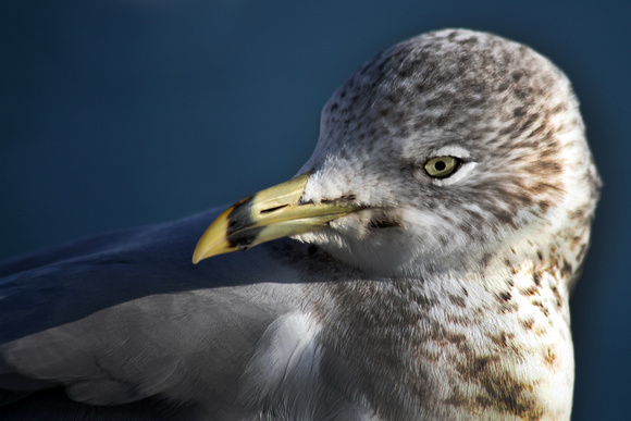 Seagull